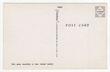Load image into Gallery viewer, Deer Grazing Peacefully Vintage Original Postcard # 1897 - New - 1970's