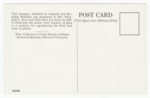 Load image into Gallery viewer, Botanical Museum, Harvard University, USA Vintage Original Postcard # 2274 - 1980's - Mint