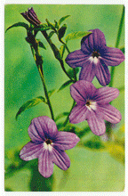 Load image into Gallery viewer, Flowers - from Moscow, Russia Vintage Original Postcard # 2279 - New - 1970's - NM