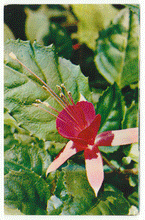 Load image into Gallery viewer, Flowers - from Moscow, Russia Vintage Original Postcard # 2280 - New - 1970's - NM