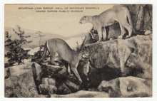 Load image into Gallery viewer, Grand Rapids Museum - Mounatin Lions, Michigan, USA Vintage Original Postcard # 2604 - New 1950's