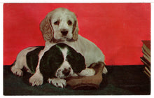 Load image into Gallery viewer, Cute Puppies - Vintage Original Postcard # 1463 - New - 1960's NM