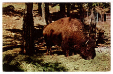 Load image into Gallery viewer, Buffalo Roaming, USA - Vintage Original Postcard # 1470 - New - 1960's VG