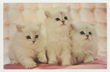 Load image into Gallery viewer, Cute Kittens - Vintage Original Postcard # 1472 - New - 1970's - NM
