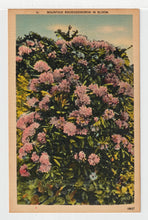 Load image into Gallery viewer, Mountain Rhododendron in Bloom, USA Vintage Original Postcard # 1486 - New - 1960's VG