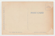 Load image into Gallery viewer, Mountain Rhododendron in Bloom, USA Vintage Original Postcard # 1486 - New - 1960's VG