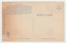 Load image into Gallery viewer, Avocado Grove, Mt. Helix Calavo Gardens, California, USA Vintage Original Postcard # 1487 - New - 1950's G