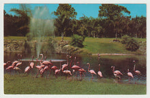 Load image into Gallery viewer, Flamingos, Parrot Jungle, Miami, Florida, USA Vintage Original Postcard # 1844 - New 1980's