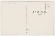Load image into Gallery viewer, The Red Pine, Minnesota's State Tree, USA - Vintage Original Postcard # 2108 - New - 1960's - NM