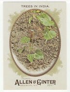 Trees in India (MLB Baseball Card) 2017 Topps Allen and Ginter # 52 Mint
