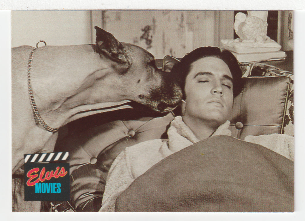 Elvis Movies - Live a Little, Love a Little - with Brutus (Trading Card) Elvis Collection - Series Two - 1992 The River Group # 89 - Mint