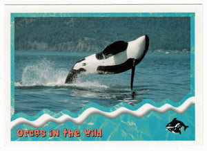 Orcas in The Wild: Breaching (Trading Card) Free Willy 2 - 1995 Skybox # 84 - Mint