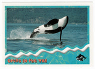 Orcas in The Wild: Breaching (Trading Card) Free Willy 2 - 1995 Skybox # 84 - Mint