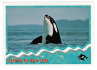 Orcas in The Wild: Spyhopping (Trading Card) Free Willy 2 - 1995 Skybox # 85 - Mint