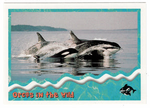 Orcas in The Wild: Pods (Trading Card) Free Willy 2 - 1995 Skybox # 86 - Mint