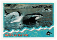 Orcas in The Wild: Strong and Fast (Trading Card) Free Willy 2 - 1995 Skybox # 87 - Mint