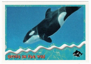 Orcas in The Wild: Killer Whales or Dolphin Family (Trading Card) Free Willy 2 - 1995 Skybox # 88 - Mint