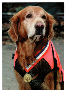 Bear (Trading Card) Heroes of the World Trade Center Memorial - Tribute - 2002 Chestnut Publications # 118 - Mint