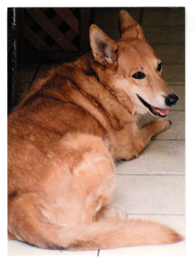 Therapy Dogs (Trading Card) Heroes of the World Trade Center Memorial - Tribute - 2002 Chestnut Publications # 192 - Mint