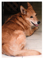 Therapy Dogs (Trading Card) Heroes of the World Trade Center Memorial - Tribute - 2002 Chestnut Publications # 192 - Mint