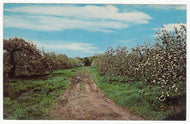 Williamson's Annual Apple Blossom Festival, New York, USA Vintage Original Postcard # 0970 - New, 1960's