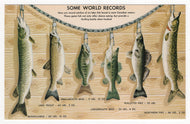 Sportsman's Paradise - Fishing is Great in Canada (Some World Records) - Vintage Original Postcard # 1881 - New - 1960's