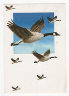 Canadian Geese, Canada - Vintage Original Postcard # 1883 - Post Marked November 22, 1988