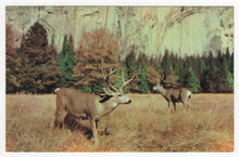 Load image into Gallery viewer, Deer Grazing Peacefully Vintage Original Postcard # 1897 - New - 1970's
