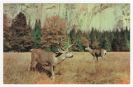 Deer Grazing Peacefully Vintage Original Postcard # 1897 - New - 1970's