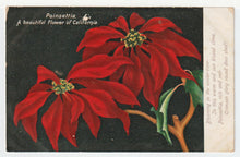 Load image into Gallery viewer, Poinsettia (A Beautiful Flower of California) Vintage Original Postcard # 4958 - Hand Written - 1940's
