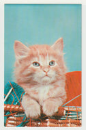 Trouble's Brewing - Kitten Vintage Original Postcard # 4964 - New - 1970's