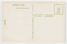 Load image into Gallery viewer, Dogwood in Bloom, USA Vintage Original Postcard # 4966 - New - 1960's
