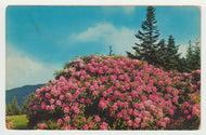 The Appalachian and Blue Ridge Mountains (Rhododendrons Flowers), USA Vintage Original Postcard # 4967 - Post Marked September 23, 1968