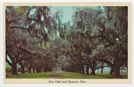 Live Oaks and Spanish Moss, USA Vintage Original Postcard # 4968 - New - 1960's