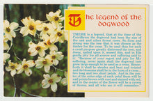 Load image into Gallery viewer, The Legend of the Dogwood Vintage Original Postcard # 4979 - New - 1960's

