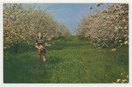 Sturgeon Bay, Wisconsin, USA (Apple Blossom Time) Vintage Original Postcard # 5003 - Post Marked September 6, 1965