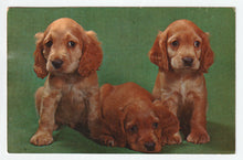 Load image into Gallery viewer, Sad Puppies Vintage Original Postcard # 5028 - New - 1960's
