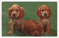 Sad Puppies Vintage Original Postcard # 5028 - New - 1960's