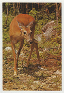 Algonquin Park (Deer), Ontario, Canada - Vintage Original Postcard # 5069 - New - Post Marked July 24, 1972