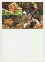 Load image into Gallery viewer, Endangered Species - United Nations Vintage Original Postcard # 5076 - New - 2002
