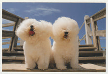 Load image into Gallery viewer, PhoDOGraphy - 'Great Pictures of Dogs Book Publication Ad' Vintage Original Postcard # 5089 - New - 2008
