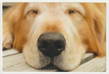 Load image into Gallery viewer, PhoDOGraphy - 'Great Pictures of Dogs Book Publication Ad' Vintage Original Postcard # 5090 - New - 2008

