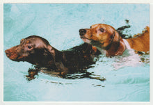 Load image into Gallery viewer, PhoDOGraphy - 'Great Pictures of Dogs Book Publication Ad' Vintage Original Postcard # 5091 - New - 2008

