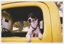 Load image into Gallery viewer, PhoDOGraphy - 'Great Pictures of Dogs Book Publication Ad' Vintage Original Postcard # 5092 - New - 2008
