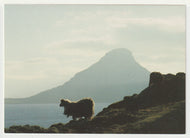 Mountain Goats, Norway Vintage Original Postcard # 5137 - New 1980's