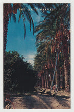 Load image into Gallery viewer, Date Harvest, Indio, California, USA Vintage Original Postcard # 5221 - New 1960's
