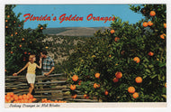 Florida's Golden Oranges, Florida, USA Vintage Original Postcard # 5271 - Post Marked March 22, 1982