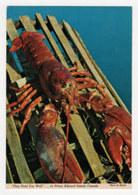 Load image into Gallery viewer, Lobster "They Feed You Well", Prince Edward Island, Canada Vintage Original Postcard # 5276 - Hand Written 1980's
