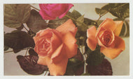 Roses (Orange & Red) Vintage Original Postcard # 5284 - New - 1960's