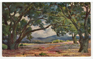 Pass of the Oaks by Anna Hills, California, USA - Art - Painting - Vintage Original Postcard # 5398 - New - 1950's